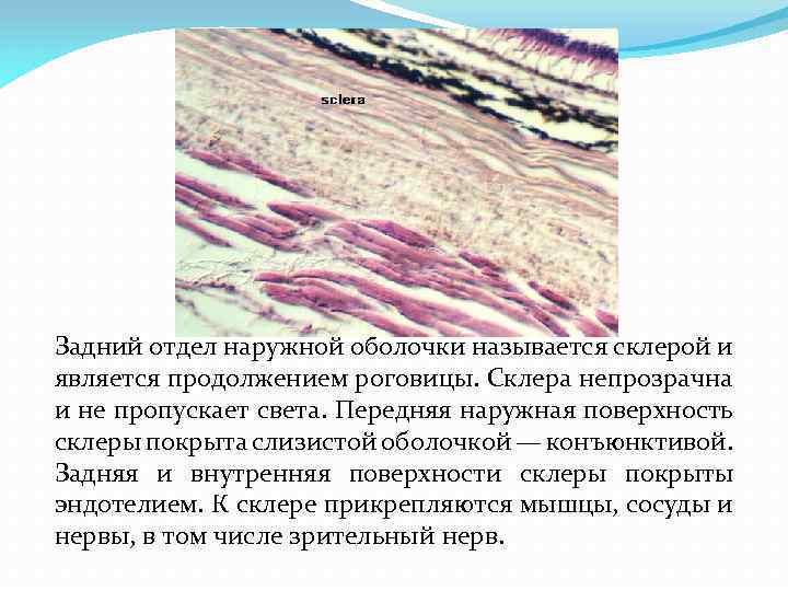 Задний отдел наружной оболочки называется склерой и является продолжением роговицы. Склера непрозрачна и не