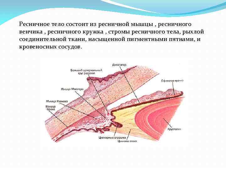 Ресничное тело состоит из ресничной мышцы , ресничного венчика , ресничного кружка , стромы