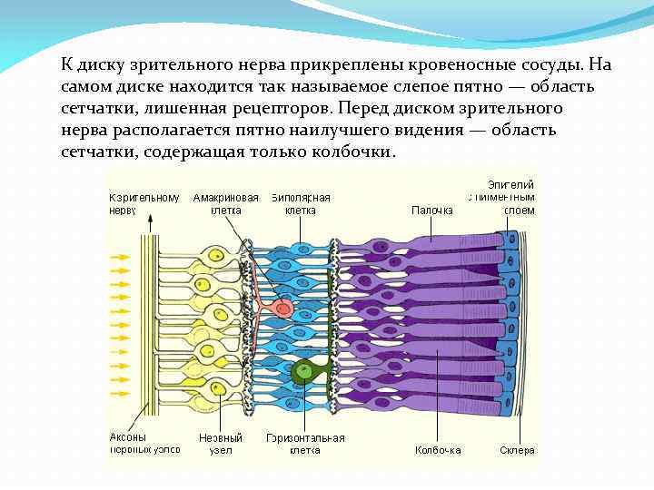 К диску зрительного нерва прикреплены кровеносные сосуды. На самом диске находится так называемое слепое
