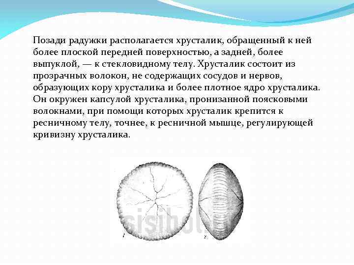 Позади радужки располагается хрусталик, обращенный к ней более плоской передней поверхностью, а задней, более