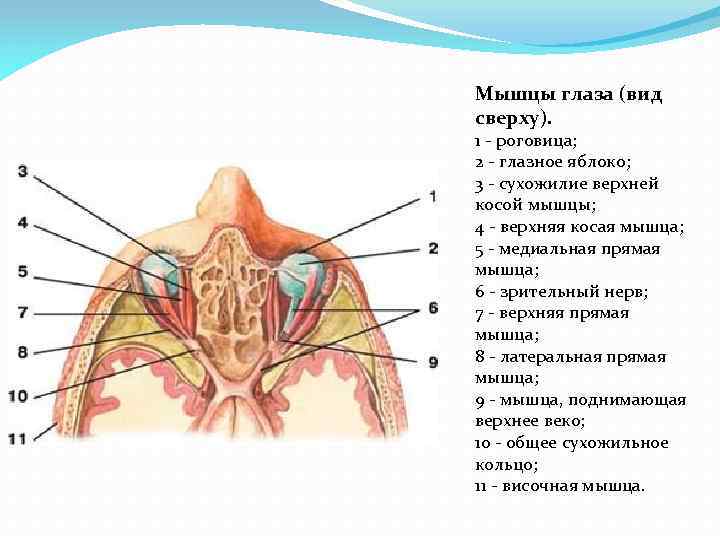 Мышцы глазного яблока. Мышцы глаза вид сверху. Мышцы глазного яблока вид сверху. Обозначить мышцы глазного яблока. Наружные глазные мышцы.