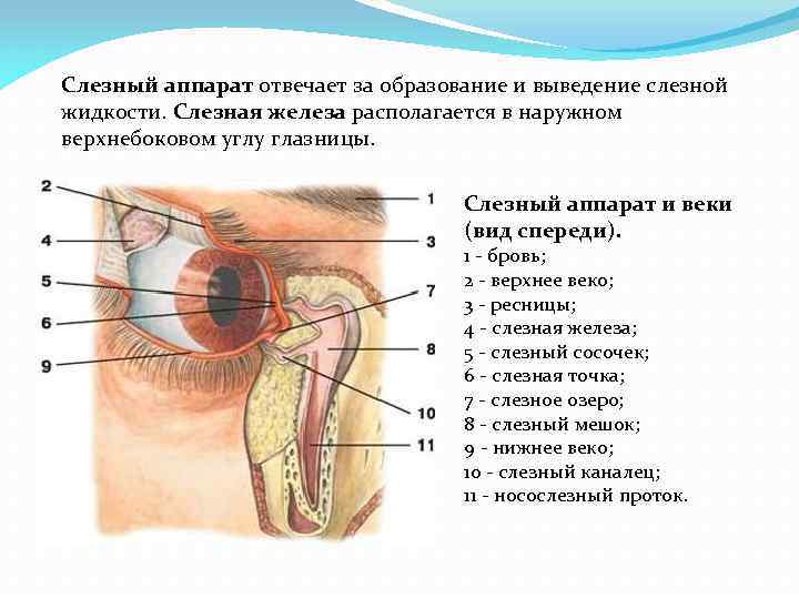 Где слезная железа. Анатомия глаза слезный мешок. Строение слезной железы анатомия. Глаз анатомия слезная железа.