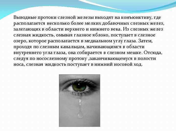 Выводные протоки слезной железы выходят на конъюнктиву, где располагается несколько более мелких добавочных слезных