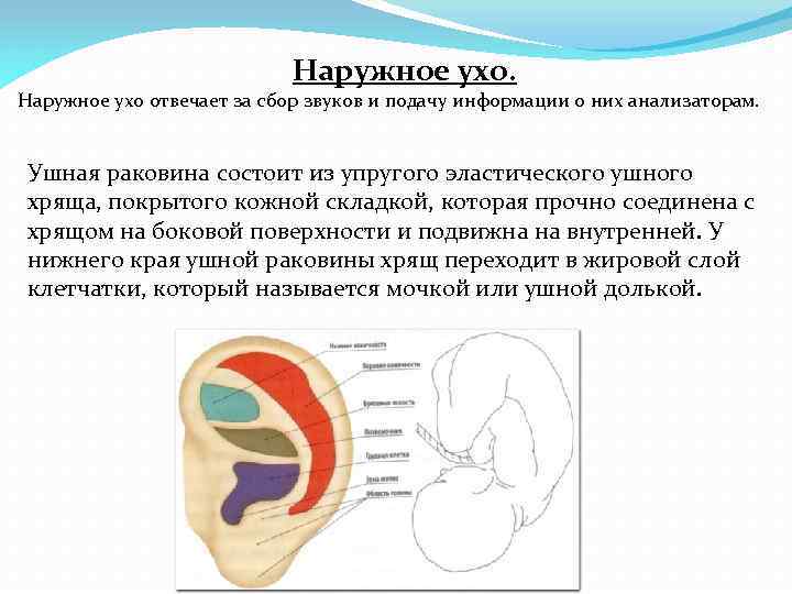 Наружное ухо. Наружное ухо отвечает за сбор звуков и подачу информации о них анализаторам.