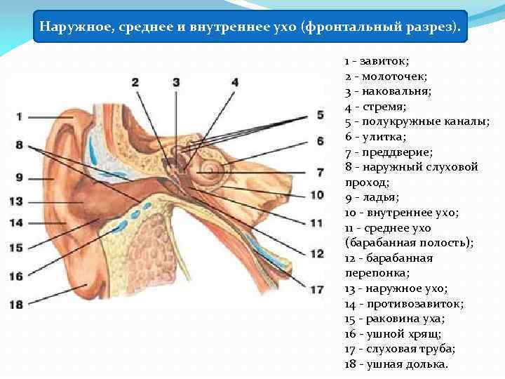 Наружное, среднее и внутреннее ухо (фронтальный разрез). 1 - завиток; 2 - молоточек; 3