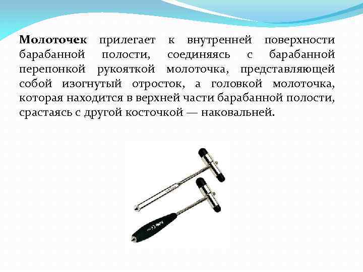 Молоточек прилегает к внутренней поверхности барабанной полости, соединяясь с барабанной перепонкой рукояткой молоточка, представляющей