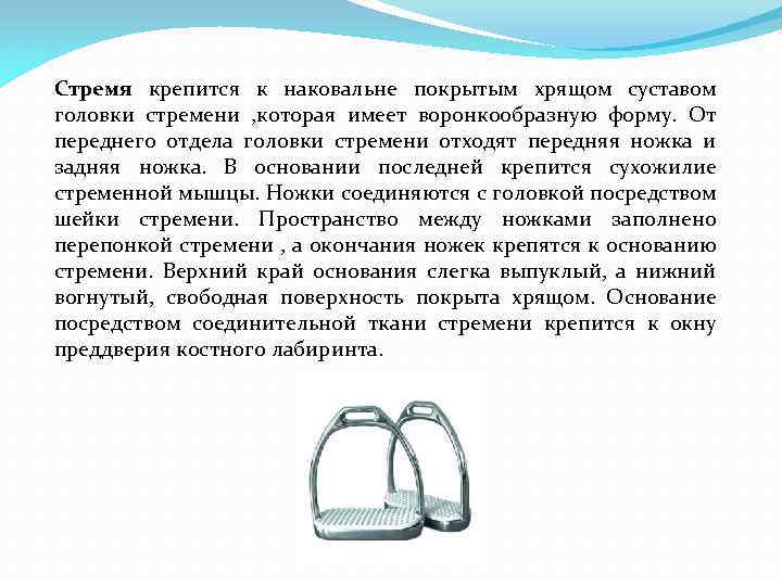 Стремя крепится к наковальне покрытым хрящом суставом головки стремени , которая имеет воронкообразную форму.