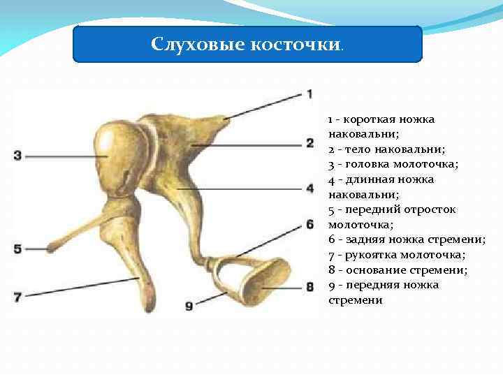Слуховые косточки расположены в каком ухе. Строение молоточка наковальни и стремечка. Молоточек наковальня стремечко на латыни. Слуховые косточки (молоточек, наковальня, стремя) расположены …. Строение слуховых косточек анатомия.