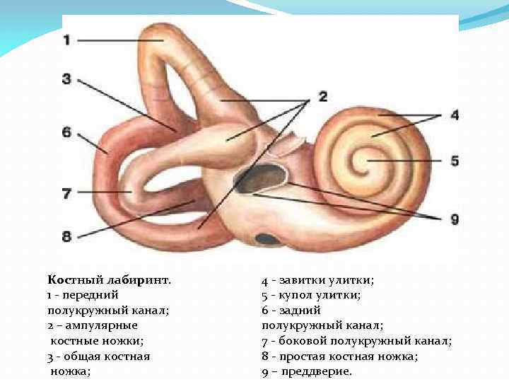 Костный лабиринт. 1 - передний полукружный канал; 2 – ампулярные костные ножки; 3 -