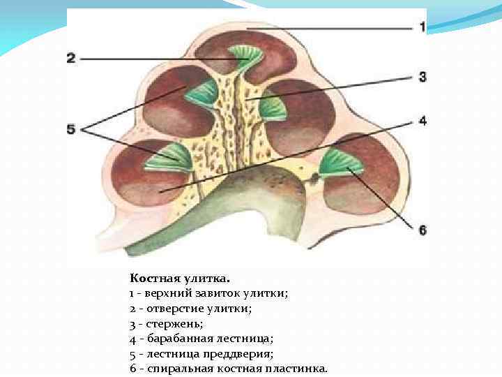 Канал улитки состоит из. Строение костной улитки анатомия. Костная спиральная пластинка внутреннего уха. Костная спиральная пластинка улитки. Внутреннее ухо улитка анатомия.