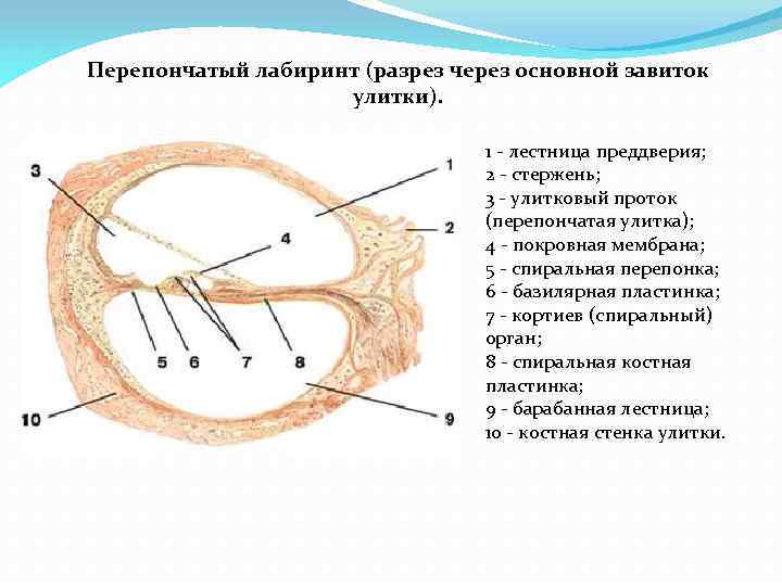 Перепончатый лабиринт (разрез через основной завиток улитки). 1 - лестница преддверия; 2 - стержень;