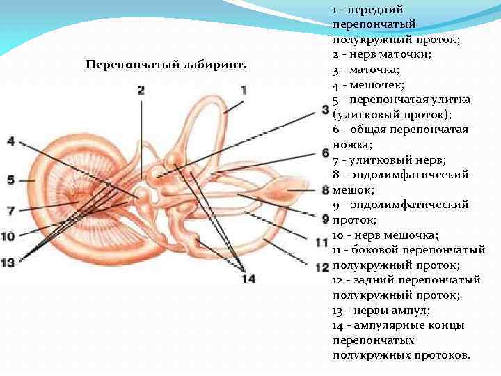 Схема перепончатого лабиринта