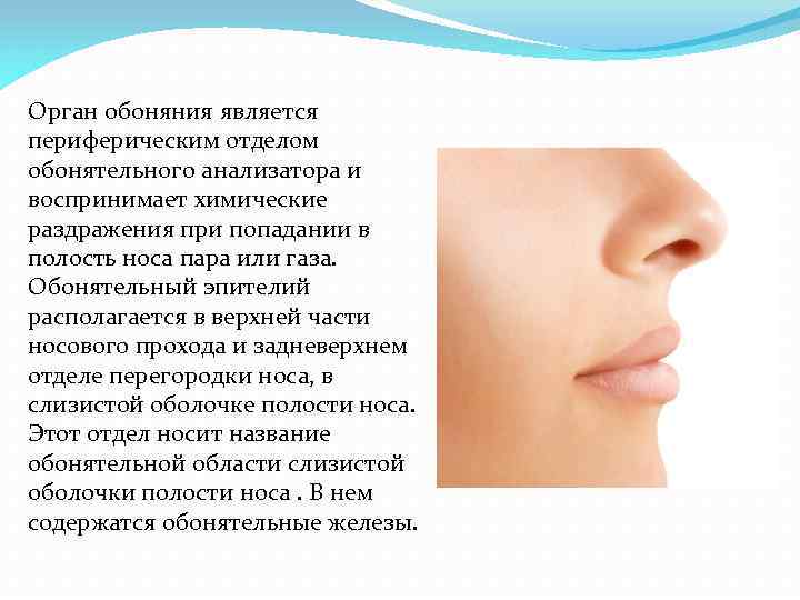 Что такое обоняние. Орган обоняния. Анализатор обоняния. Дополнительный орган обоняния. Характеристика органа обоняния.