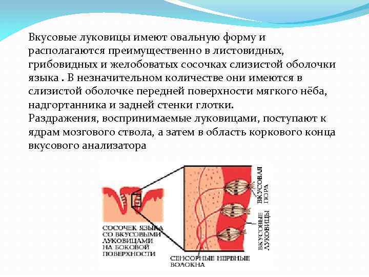 Вкусовые луковицы имеют овальную форму и располагаются преимущественно в листовидных, грибовидных и желобоватых сосочках