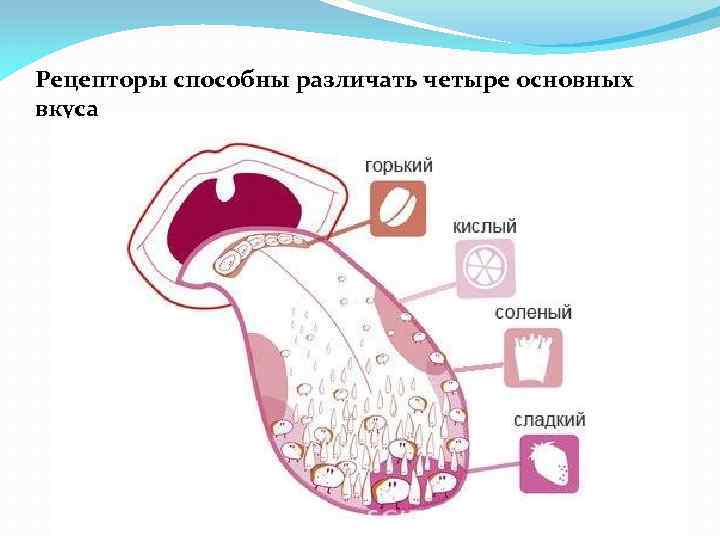 Рецепторы способны различать четыре основных вкуса 