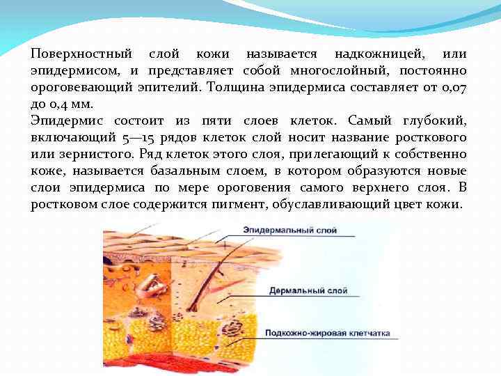 Поверхностный слой кожи называется надкожницей, или эпидермисом, и представляет собой многослойный, постоянно ороговевающий эпителий.