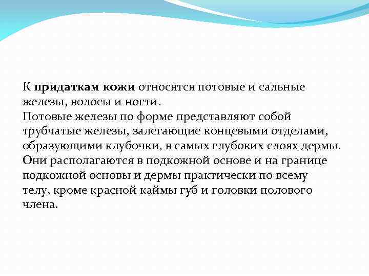 К придаткам кожи относятся потовые и сальные железы, волосы и ногти. Потовые железы по