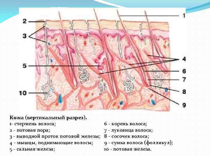 Под каким номером на рисунке изображена потовая железа