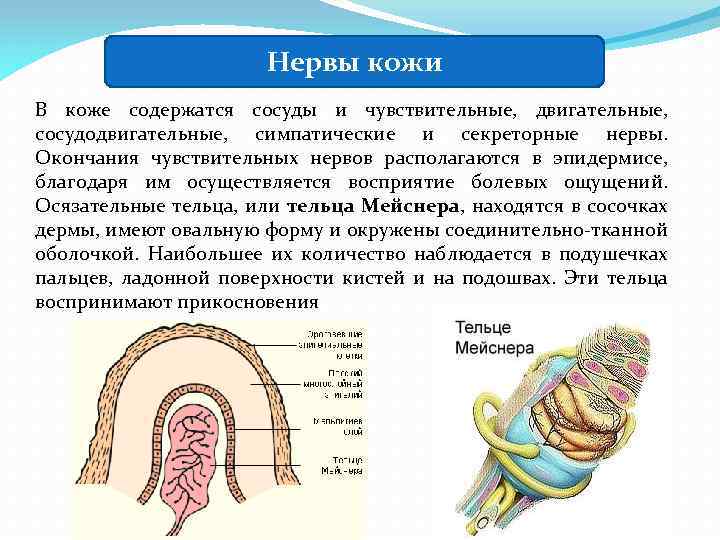 Нервы кожи В коже содержатся сосуды и чувствительные, двигательные, сосудодвигательные, симпатические и секреторные нервы.