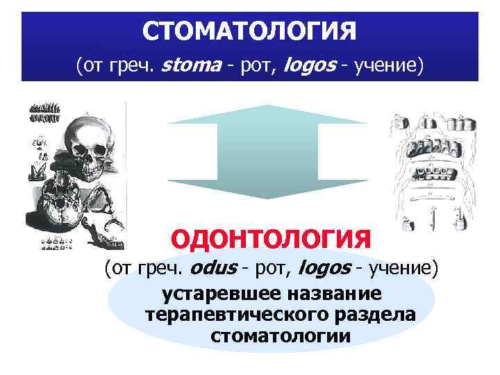 СТОМАТОЛОГИЯ (от греч. stoma - рот, logos - учение) ОДОНТОЛОГИЯ (от греч. odus -