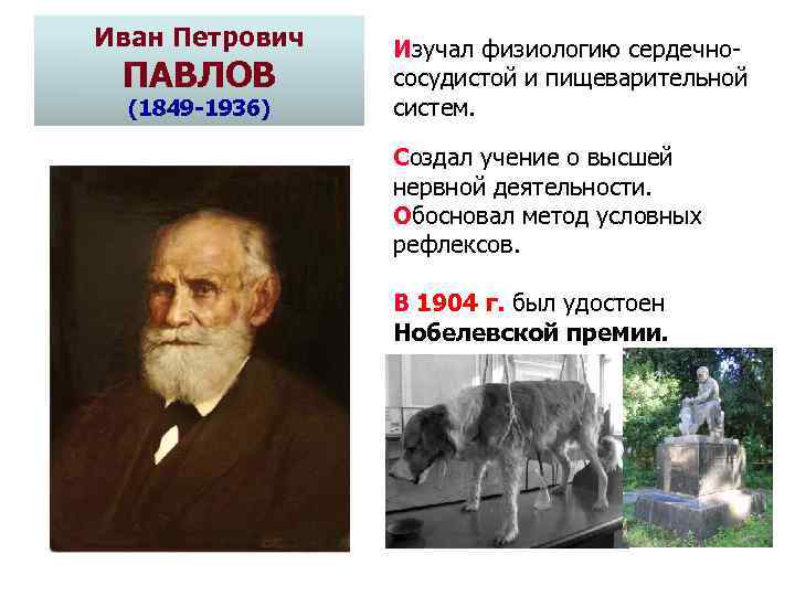 Иван Петрович ПАВЛОВ (1849 -1936) Изучал физиологию сердечнососудистой и пищеварительной систем. Создал учение о