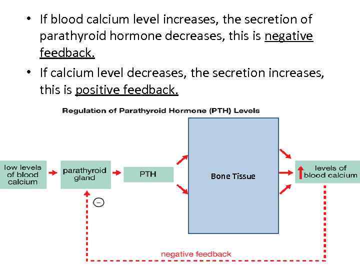  • If blood calcium level increases, the secretion of parathyroid hormone decreases, this