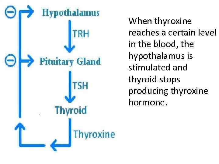  • When thyroxine reaches a certain level in the blood, the hypothalamus is