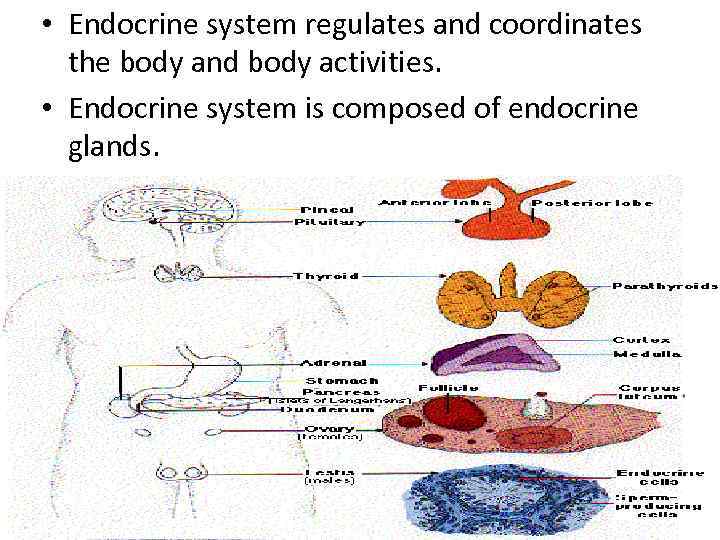  • Endocrine system regulates and coordinates the body and body activities. • Endocrine