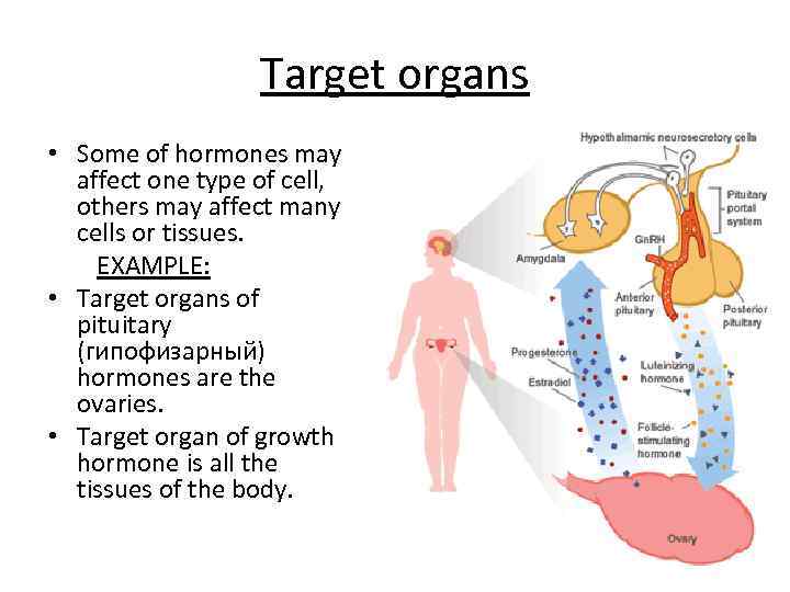 Target organs • Some of hormones may affect one type of cell, others may