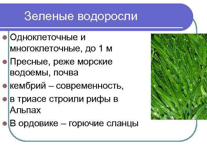 Зеленые водоросли l Одноклеточные и многоклеточные, до 1 м l Пресные, реже морские водоемы,