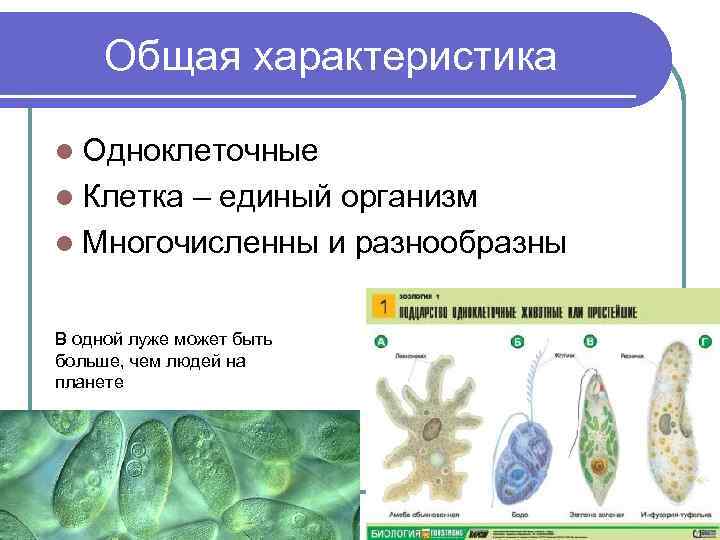 Общая характеристика l Одноклеточные l Клетка – единый организм l Многочисленны и разнообразны В