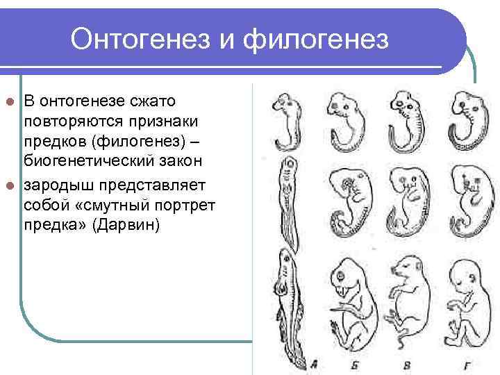 На каких стадиях развития онтогенеза и филогенеза
