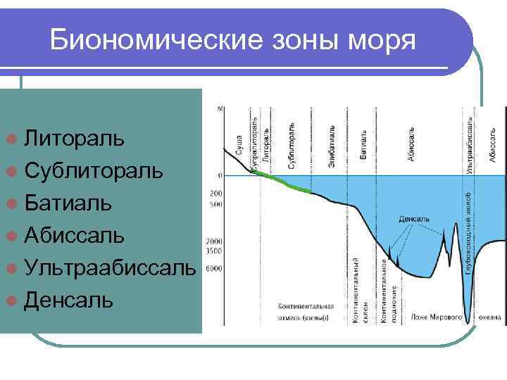 Схема глубинных зон океана 5 класс география