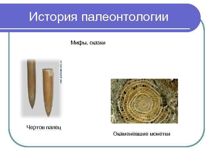 История палеонтологии Мифы, сказки Чертов палец Окаменевшие монетки 