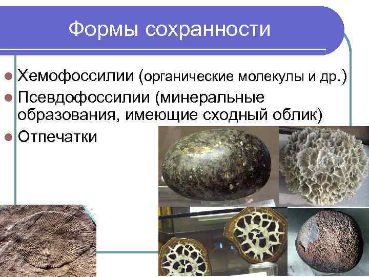 Формы сохранности l Хемофоссилии (органические молекулы и др. ) l Псевдофоссилии (минеральные образования, имеющие