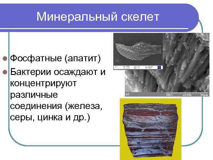 Минеральный скелет l Фосфатные (апатит) l Бактерии осаждают и концентрируют различные соединения (железа, серы,