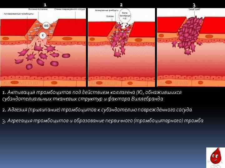 1 2 3 1. Активация тромбоцитов под действием коллагена (К), обнажившихся субэндотелиальных тканевых структур