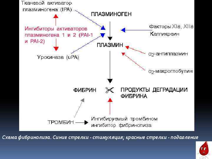 Схема фибринолиза. Синие стрелки - стимуляция; красные стрелки - подавление 