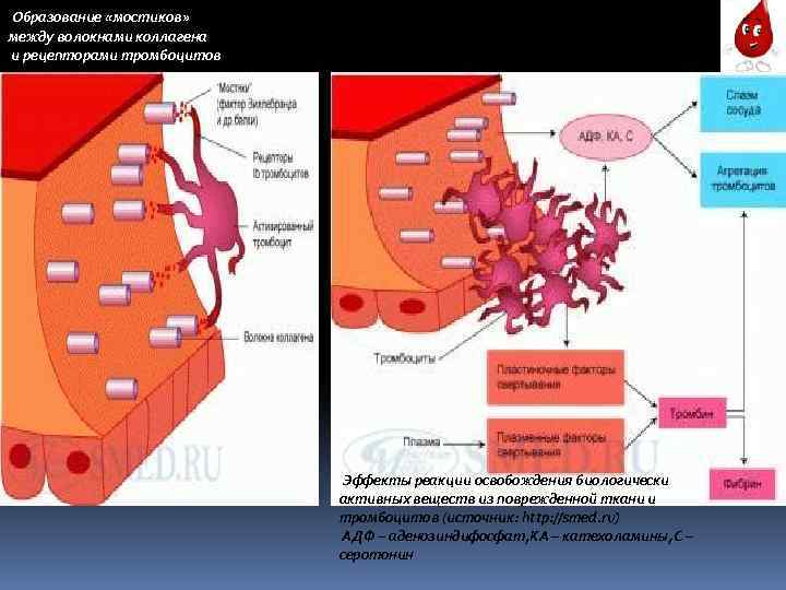 Образование «мостиков» между волокнами коллагена и рецепторами тромбоцитов Эффекты реакции освобождения биологически активных веществ