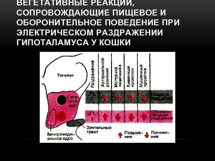 ВЕГЕТАТИВНЫЕ РЕАКЦИИ, СОПРОВОЖДАЮЩИЕ ПИЩЕВОЕ И ОБОРОНИТЕЛЬНОЕ ПОВЕДЕНИЕ ПРИ ЭЛЕКТРИЧЕСКОМ РАЗДРАЖЕНИИ ГИПОТАЛАМУСА У КОШКИ 