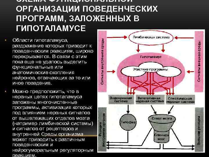 СХЕМА ФУНКЦИОНАЛЬНОЙ ОРГАНИЗАЦИИ ПОВЕДЕНЧЕСКИХ ПРОГРАММ, ЗАЛОЖЕННЫХ В ГИПОТАЛАМУСЕ • Области гипоталамуса, раздражение которых приводит