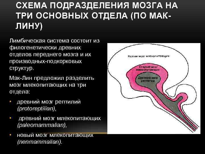 СХЕМА ПОДРАЗДЕЛЕНИЯ МОЗГА НА ТРИ ОСНОВНЫХ ОТДЕЛА (ПО МАКЛИНУ) Лимбическая система состоит из филогенетически