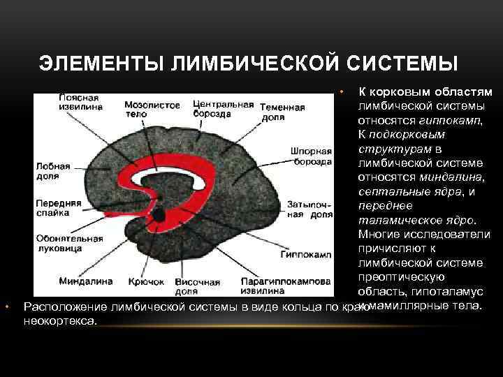 ЭЛЕМЕНТЫ ЛИМБИЧЕСКОЙ СИСТЕМЫ • • К корковым областям лимбической системы относятся гиппокамп, К подкорковым