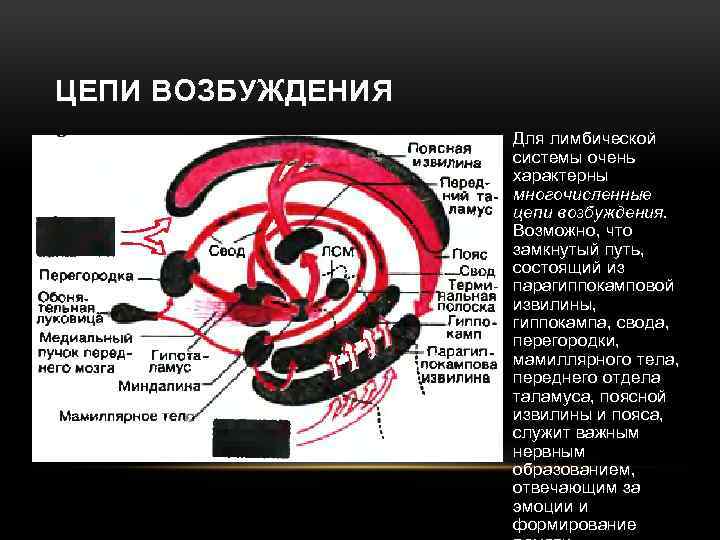 ЦЕПИ ВОЗБУЖДЕНИЯ • Для лимбической системы очень характерны многочисленные цепи возбуждения. Возможно, что замкнутый