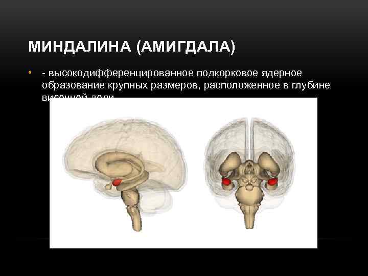 МИНДАЛИНА (АМИГДАЛА) • - высокодифференцированное подкорковое ядерное образование крупных размеров, расположенное в глубине височной