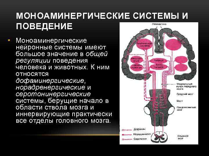 МОНОАМИНЕРГИЧЕСКИЕ СИСТЕМЫ И ПОВЕДЕНИЕ • Моноаминергические нейронные системы имеют большое значение в общей регуляции