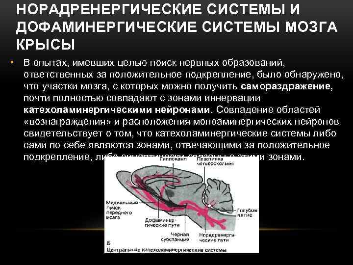 НОРАДРЕНЕРГИЧЕСКИЕ СИСТЕМЫ И ДОФАМИНЕРГИЧЕСКИЕ СИСТЕМЫ МОЗГА КРЫСЫ • В опытах, имевших целью поиск нервных