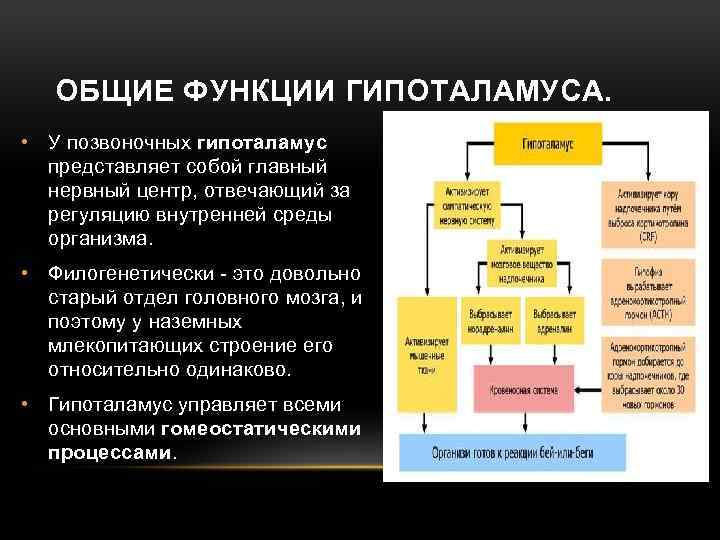 ОБЩИЕ ФУНКЦИИ ГИПОТАЛАМУСА. • У позвоночных гипоталамус представляет собой главный нервный центр, отвечающий за