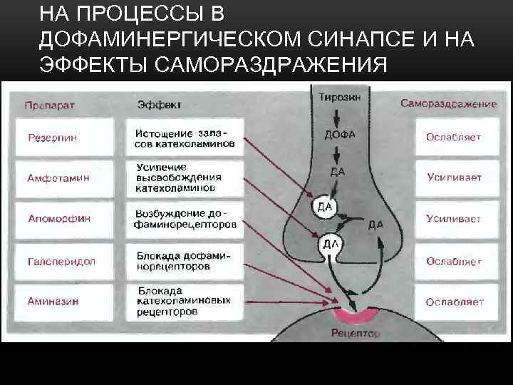 НА ПРОЦЕССЫ В ДОФАМИНЕРГИЧЕСКОМ СИНАПСЕ И НА ЭФФЕКТЫ САМОРАЗДРАЖЕНИЯ 