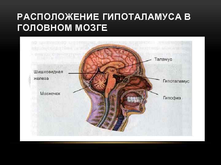 РАСПОЛОЖЕНИЕ ГИПОТАЛАМУСА В ГОЛОВНОМ МОЗГЕ 